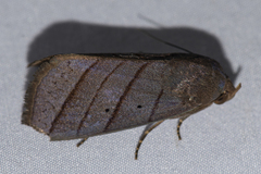 Asta quadrilinea