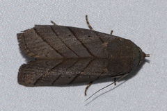 Asta quadrilinea