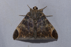 Pindara illibata