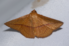 Striglina