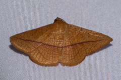 Striglina