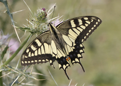 Papilio machaon asiatica