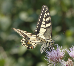 Papilio machaon asiatica