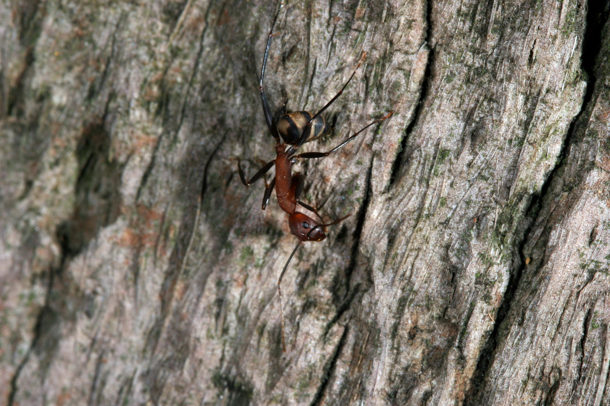 Camponotus habereri
