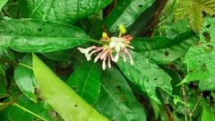 Rauvolfia serpentina