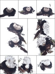 Graphis cincta