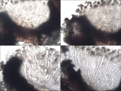 Graphis cincta