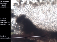 Graphis cincta