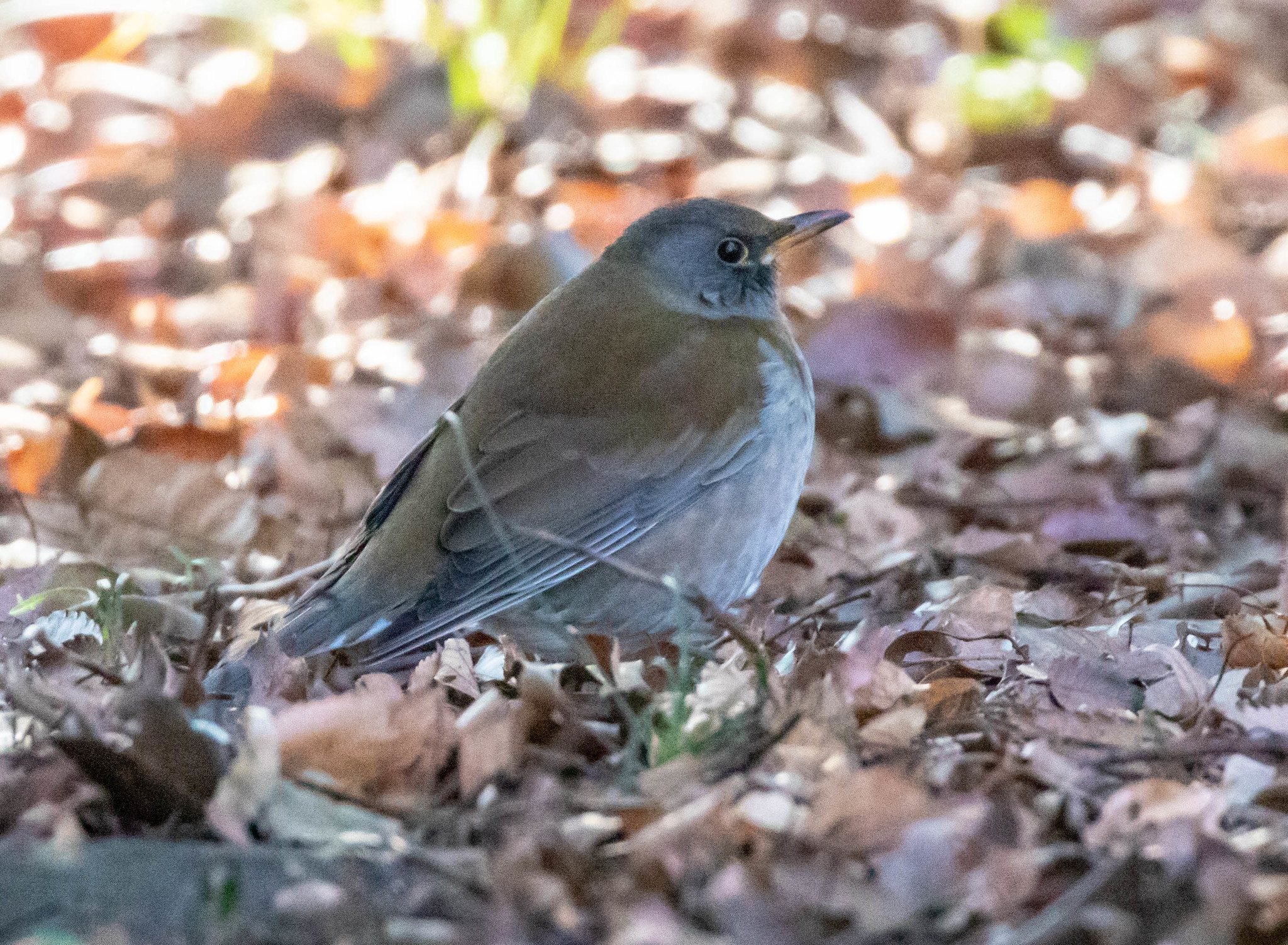 Pale Thrush