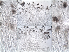 Graphis cincta
