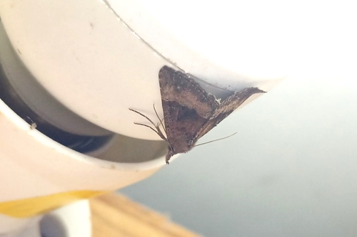 Hypena tenebrosa