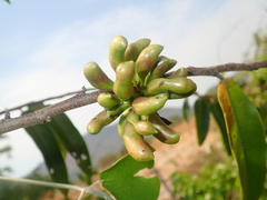 Xylopia aromatica