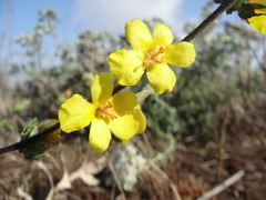 Verbascum pinnatifidum