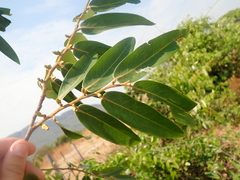 Xylopia aromatica