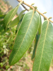 Xylopia aromatica