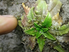 Plantago triandra
