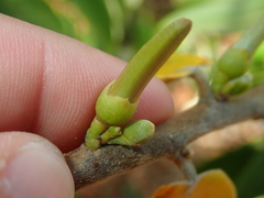 Xylopia aromatica