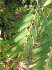 Xylopia aromatica