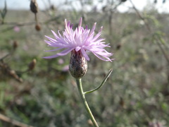 Centaurea odessana