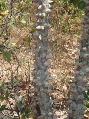 Zanthoxylum riedelianum