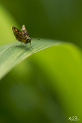 Taractrocera maevius