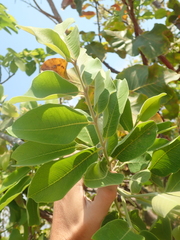 Zanthoxylum riedelianum