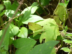 Abaeis xantochlora xantochlora