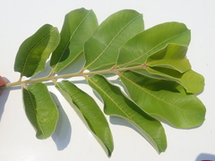 Zanthoxylum riedelianum