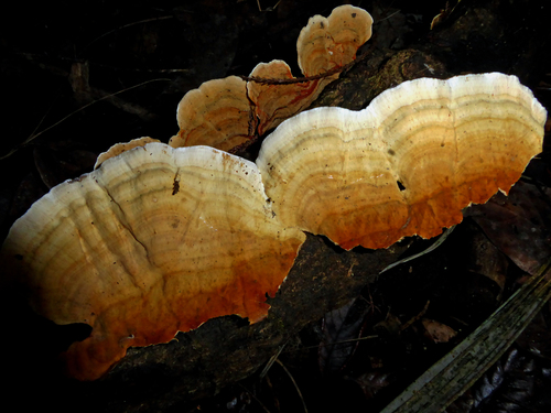 False Turkey-Tail (Stereum ostrea)