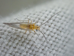 Cuneopalpus cyanops