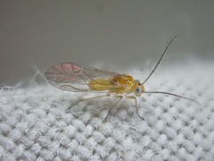 Cuneopalpus cyanops