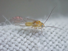 Cuneopalpus cyanops