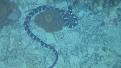 Emydocephalus ijimae