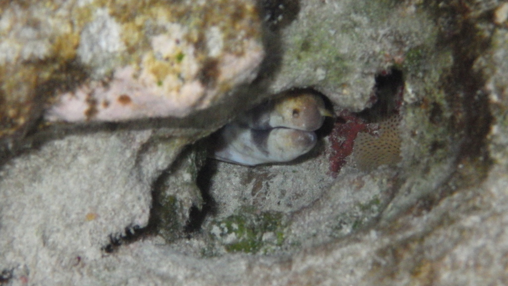 Barred moray
