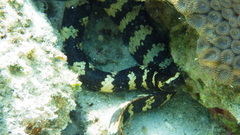 Emydocephalus ijimae