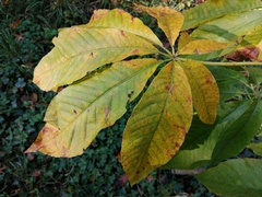 Aesculus chinensis