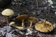 Suillus spraguei image