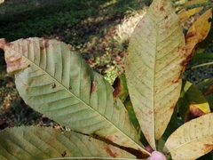 Aesculus chinensis