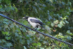 Corvus cornix