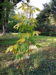 Aesculus chinensis