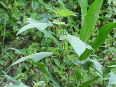 Solanum acerifolium