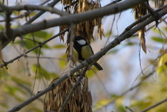 Parus major