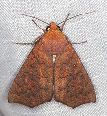 Rusicada combinans