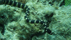 Emydocephalus ijimae