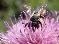 Megachile genalis