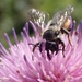 Megachile genalis - Photo (c) Stefan,  זכויות יוצרים חלקיות (CC BY-NC), uploaded by Stefan