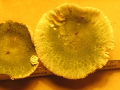 Russula parvovirescens