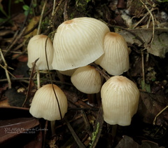 Marasmius congregatus