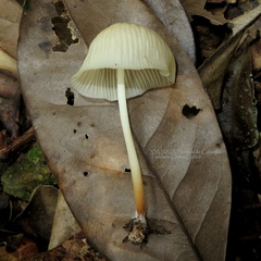 Marasmius congregatus