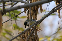 Parus major